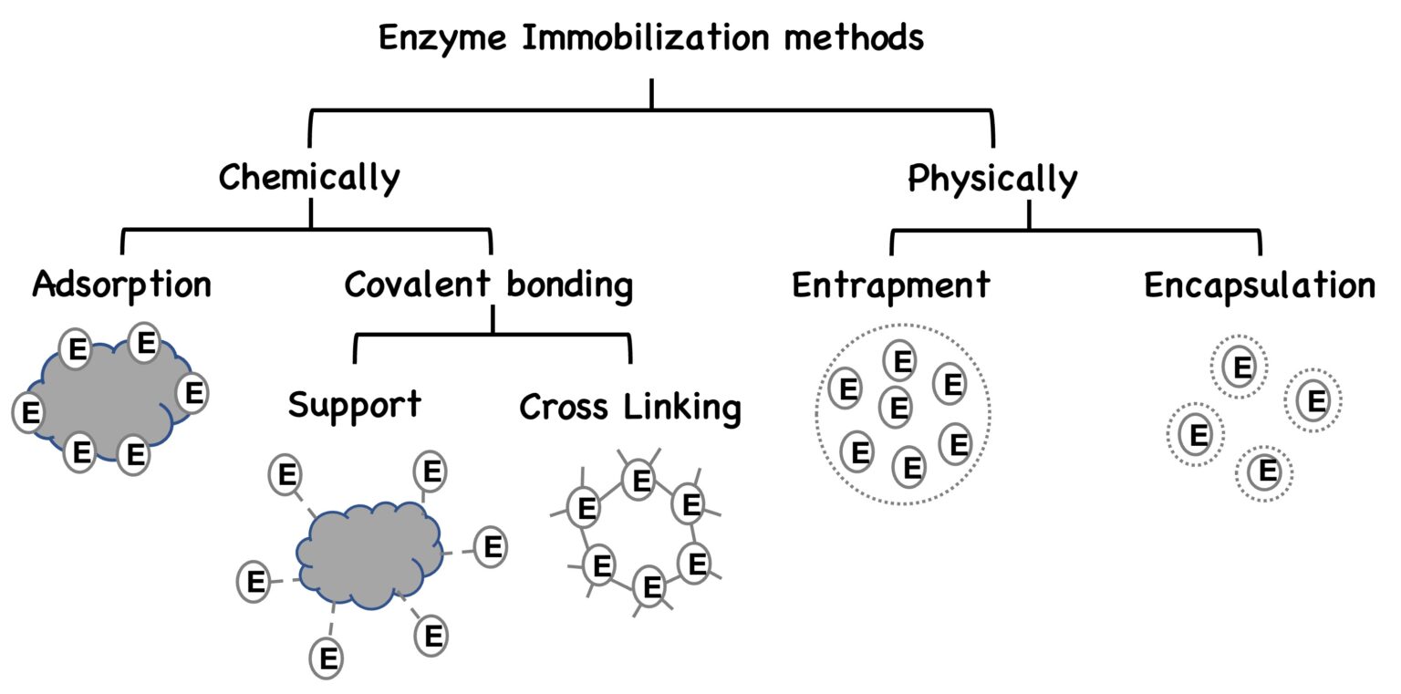 Enzyme Immobilization - Paradisi Research